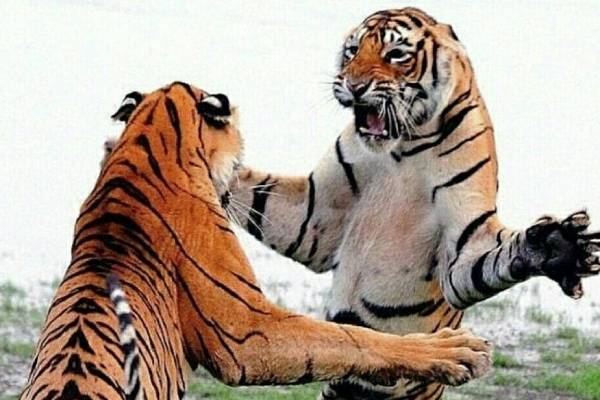 La lutte féroce de deux tigres