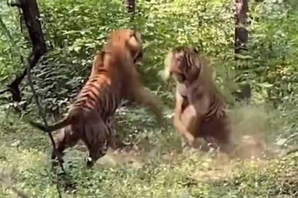 La lutte féroce de deux tigres