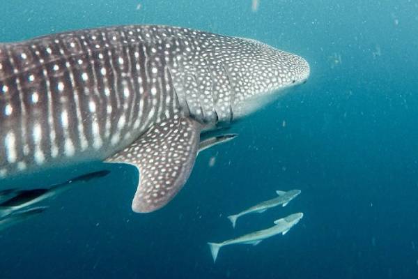 Rencontre entre un plongeur et un requin-baleine aux Maldives