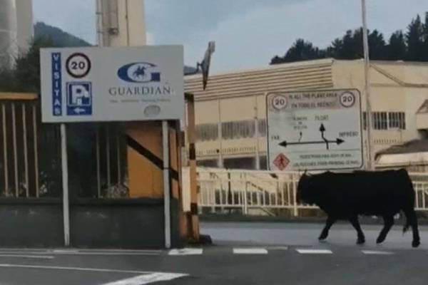 Un bœuf s'échappe d'un abattoir et entre dans une entreprise